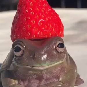 Froggie