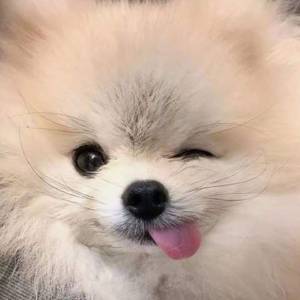 Pomeranian