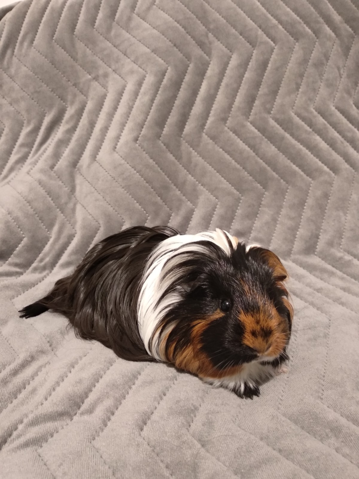 Pochwalmy się swoimi pupilkami :)