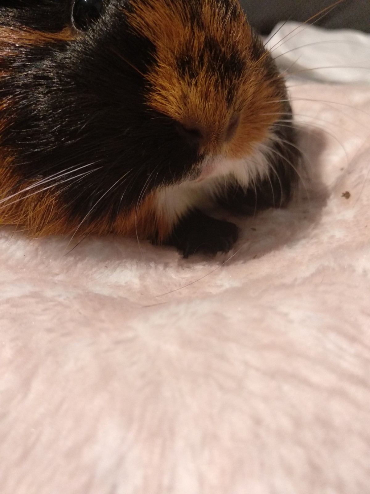 Pochwalmy się swoimi pupilkami :)