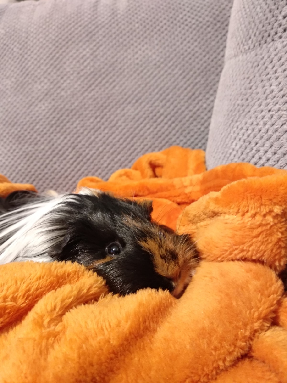 Pochwalmy się swoimi pupilkami :)