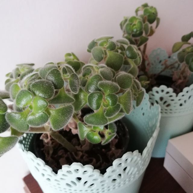 Nasze rośliny 🌿