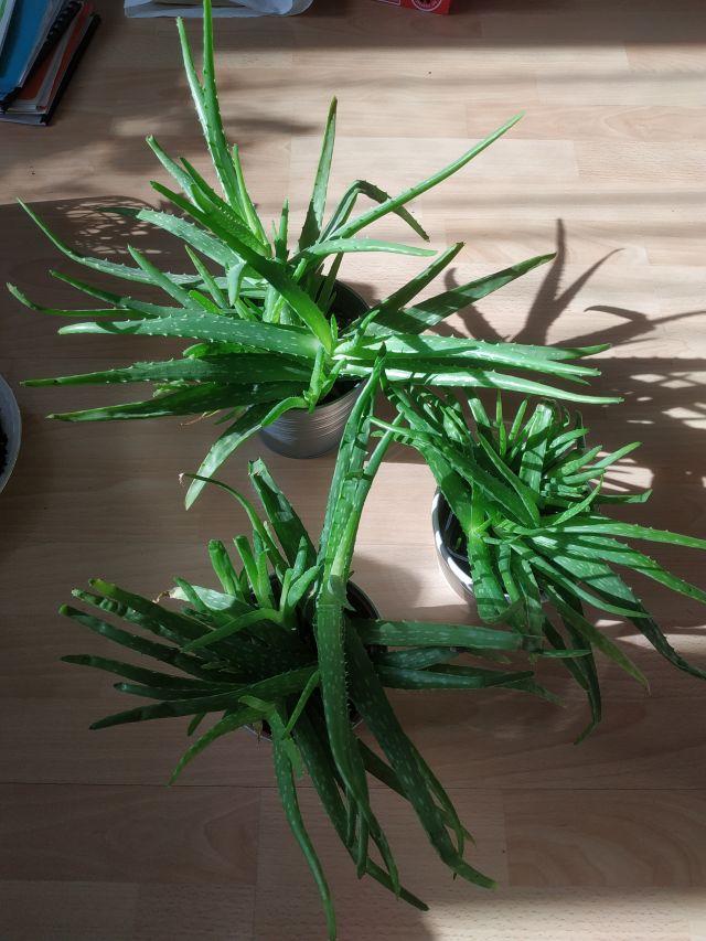 Nasze rośliny 🌿