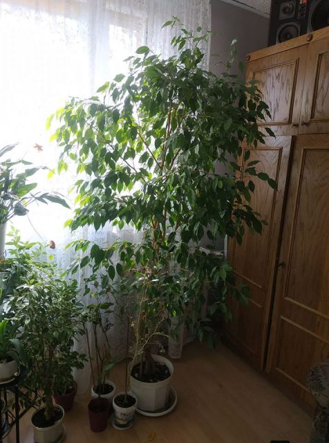 Nasze rośliny 🌿
