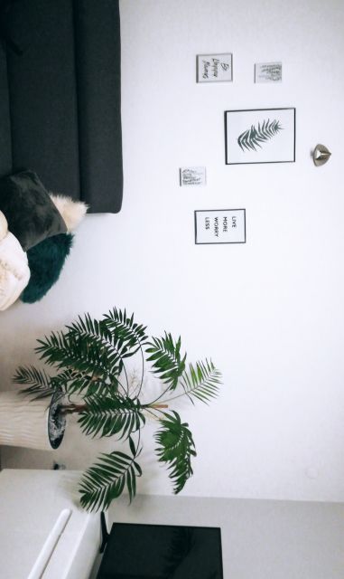 Nasze rośliny 🌿