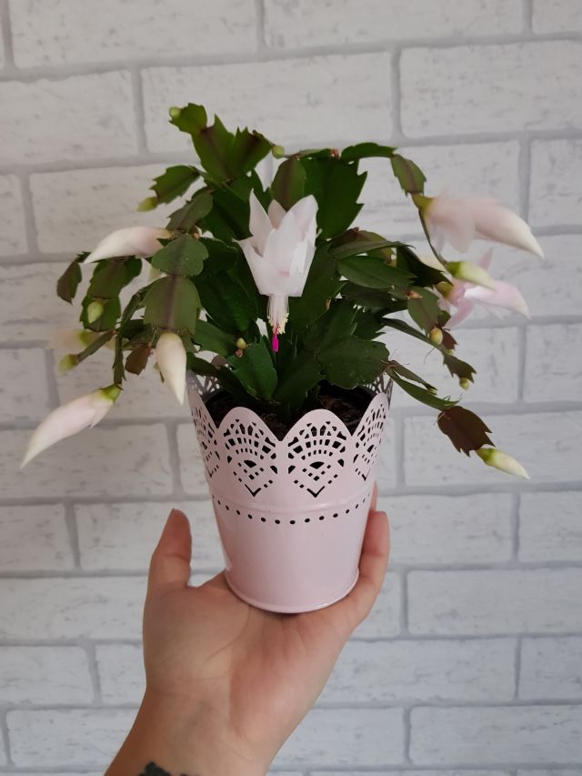 Nasze rośliny 🌿