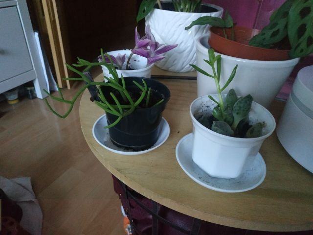 Nasze rośliny 🌿