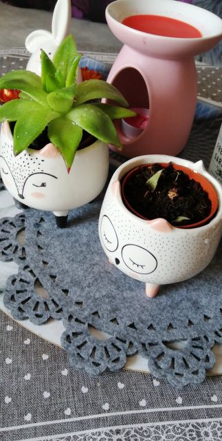 Nasze rośliny 🌿