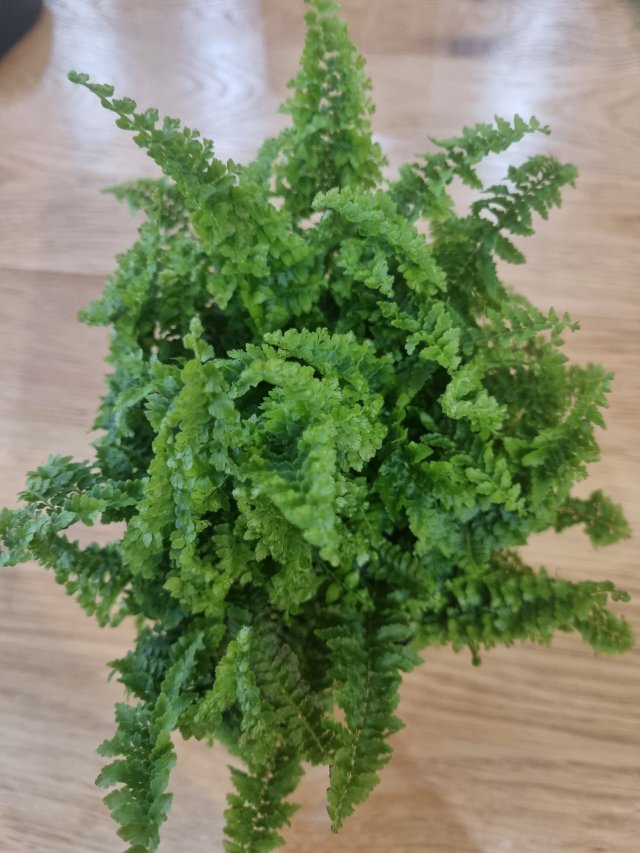 Nasze rośliny 🌿