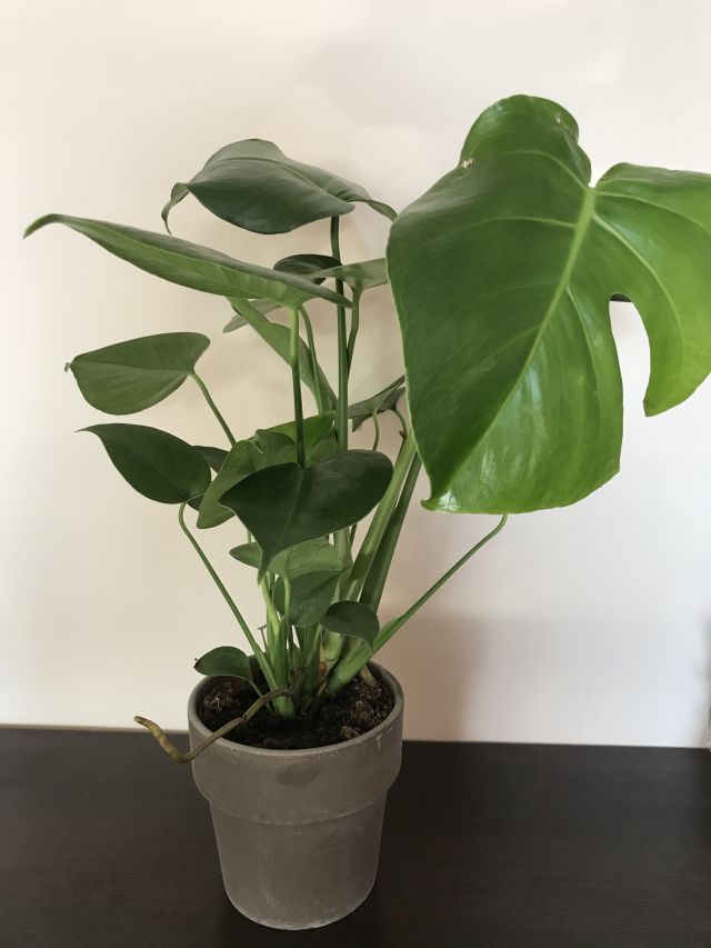 Nasze rośliny 🌿