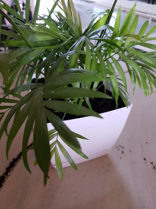 Nasze rośliny 🌿
