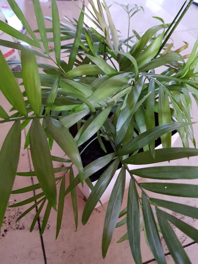 Nasze rośliny 🌿