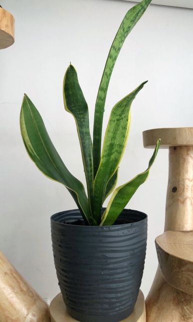 Nasze rośliny 🌿