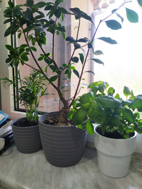 Nasze rośliny 🌿