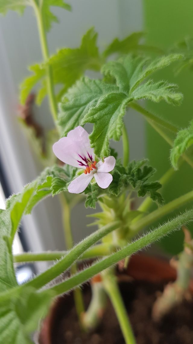 Nasze rośliny 🌿