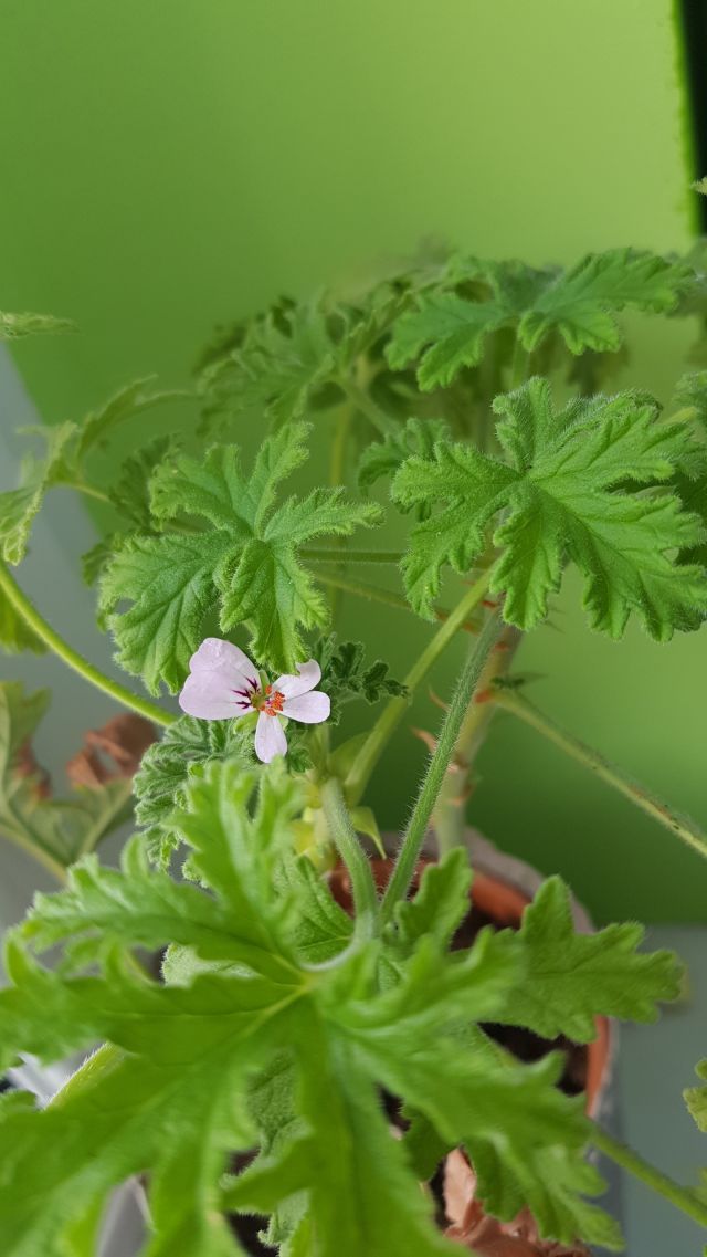 Nasze rośliny 🌿