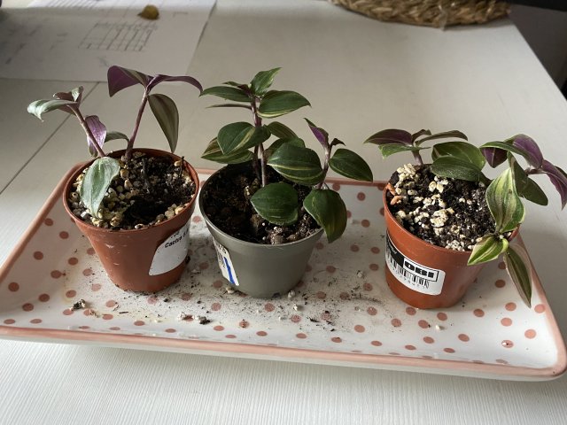 Oddam w dobre ręce