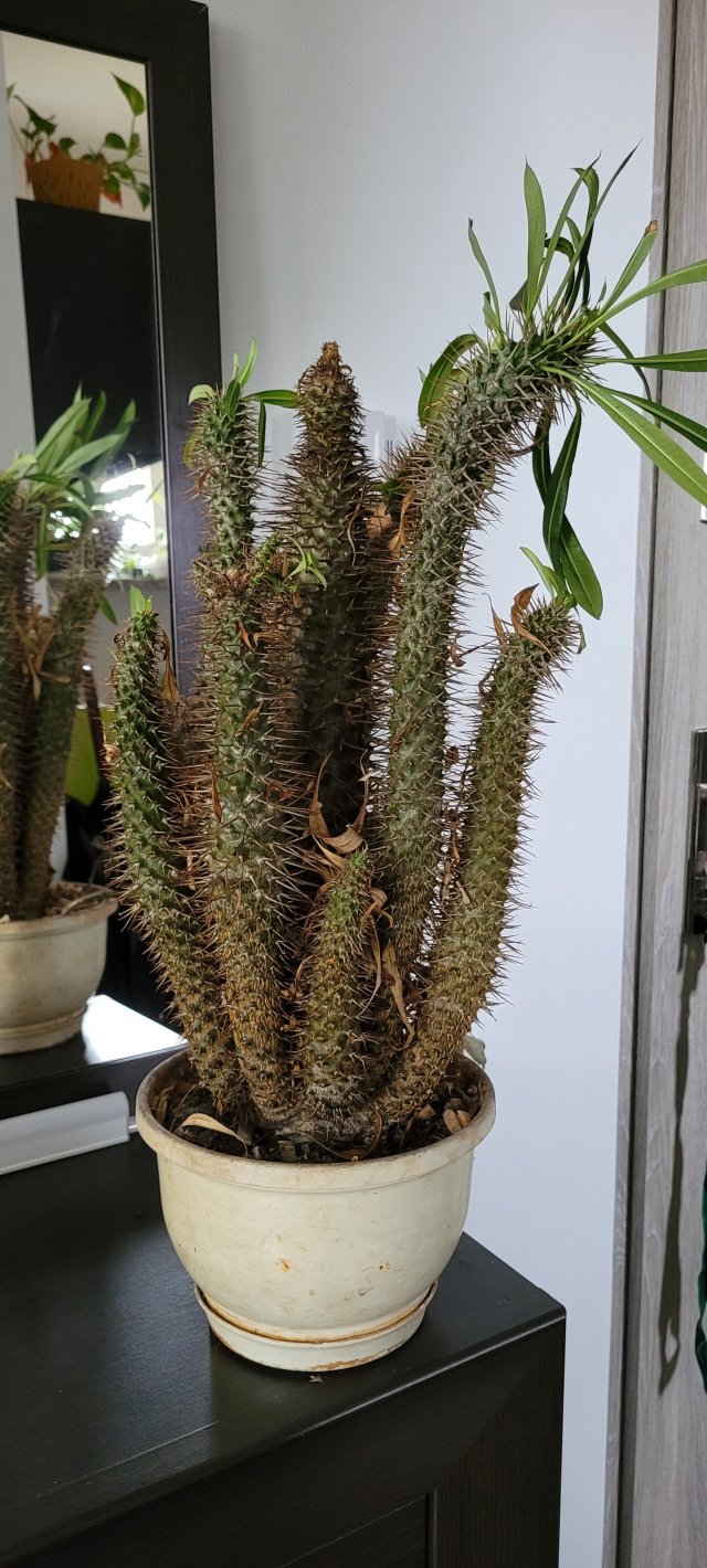 Nasze rośliny 🌿
