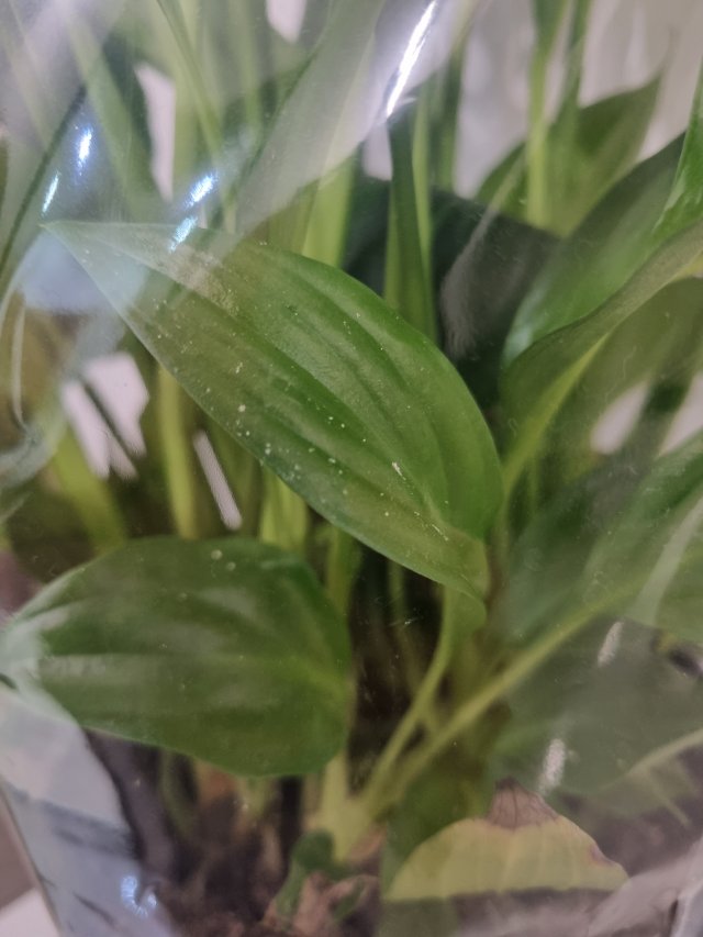 Nasze rośliny 🌿