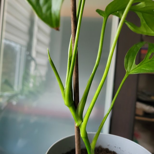 Nasze rośliny 🌿