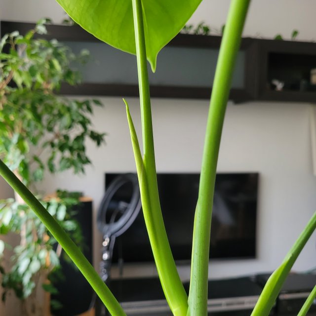 Nasze rośliny 🌿