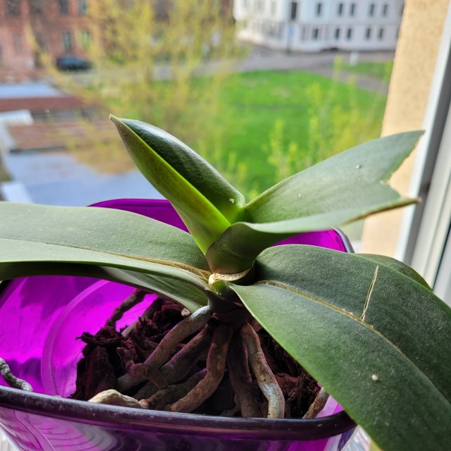 Nasze rośliny 🌿