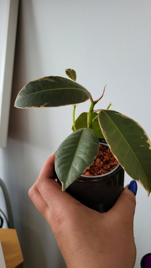 Nasze rośliny 🌿
