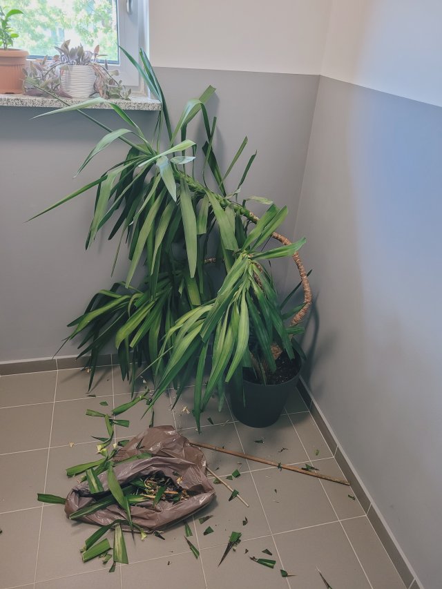 Nasze rośliny 🌿