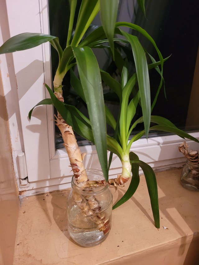 Nasze rośliny 🌿