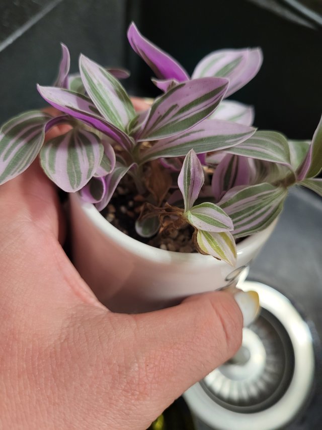 Nasze rośliny 🌿