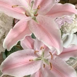 flowerpoleca