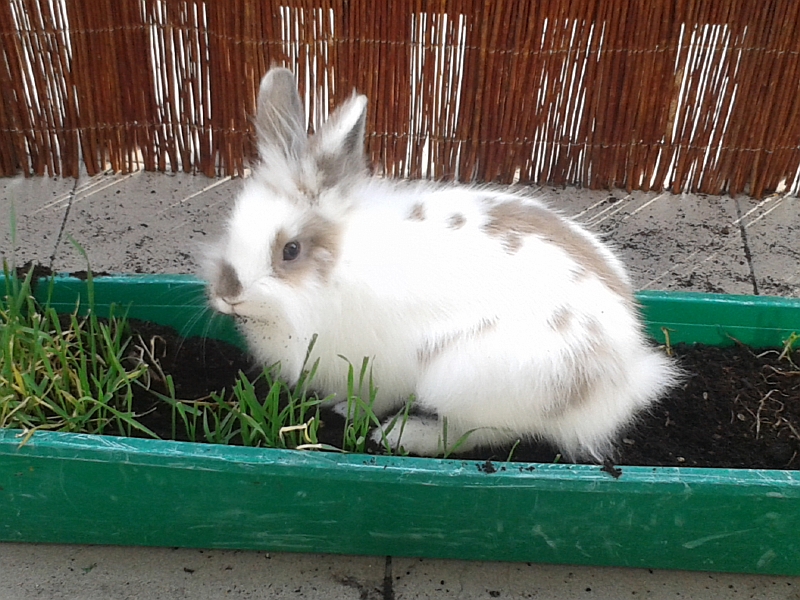 Pochwalmy się swoimi pupilkami :)