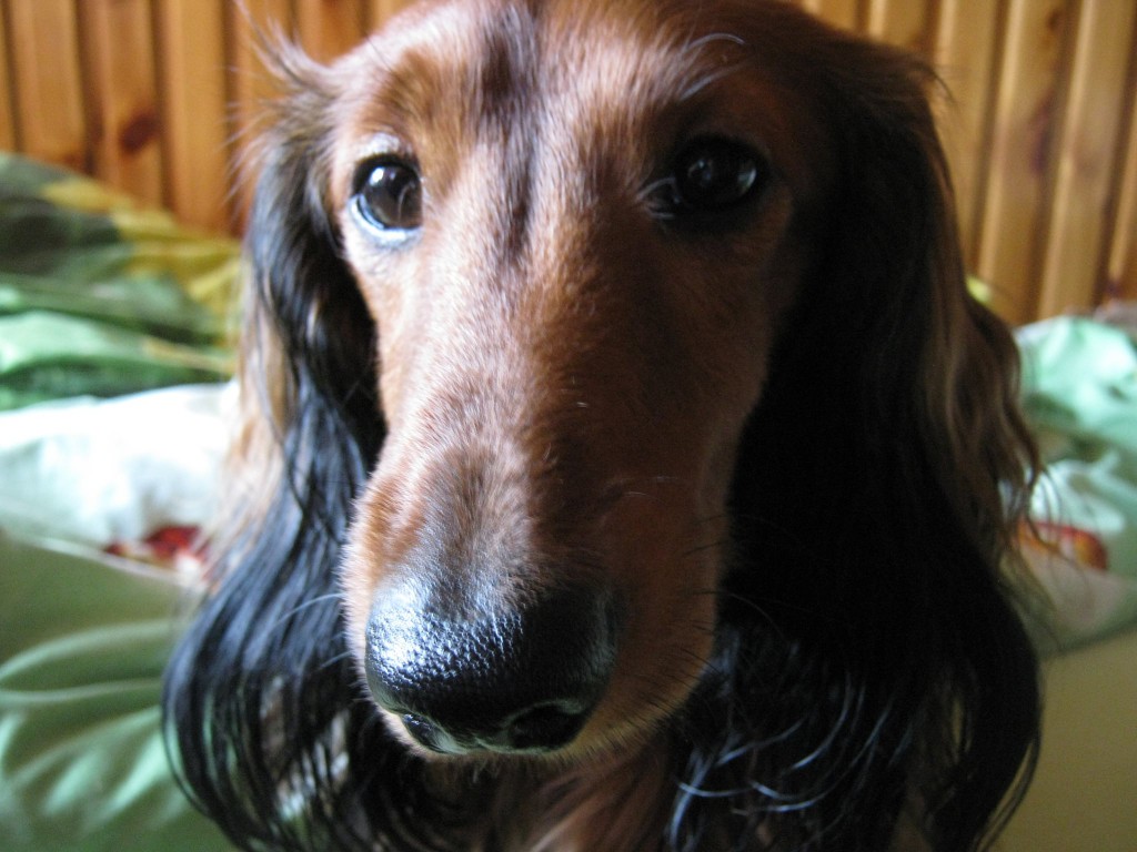 Pochwalmy się swoimi pupilkami :)