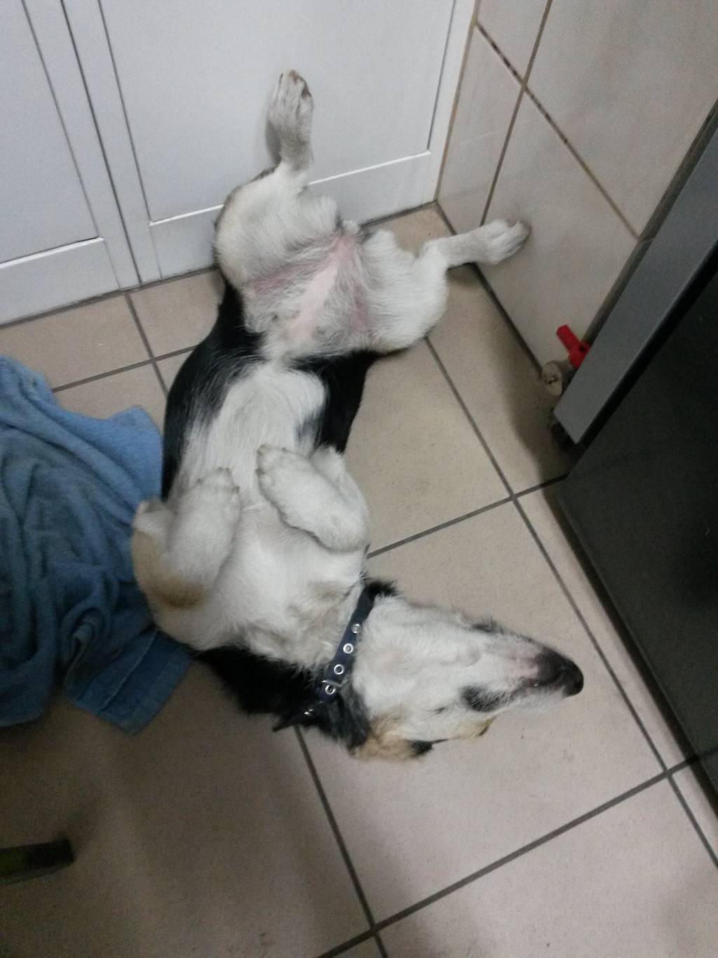 Pochwalmy się swoimi pupilkami :)