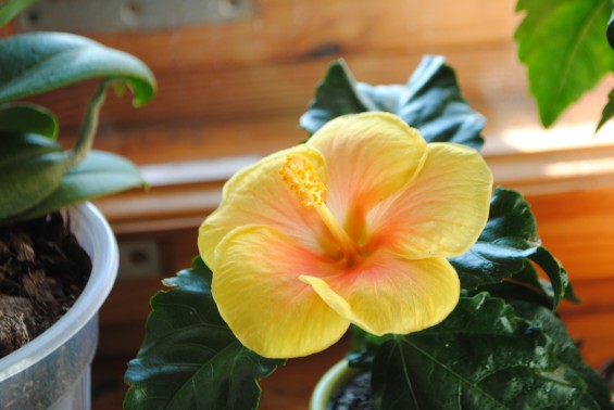 Nasze zielone piękności 