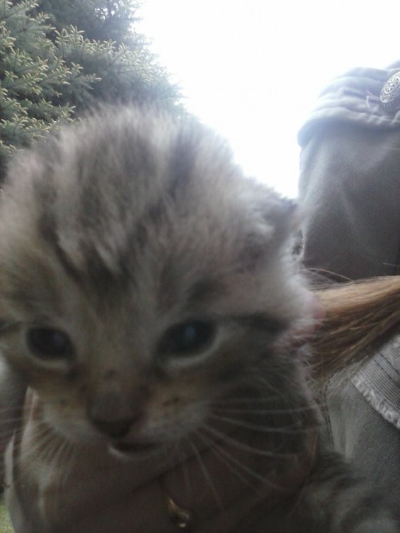 Poszukiwane domki dla kociaków! ; )