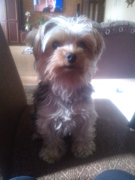 Pochwalmy się swoimi pupilkami :)