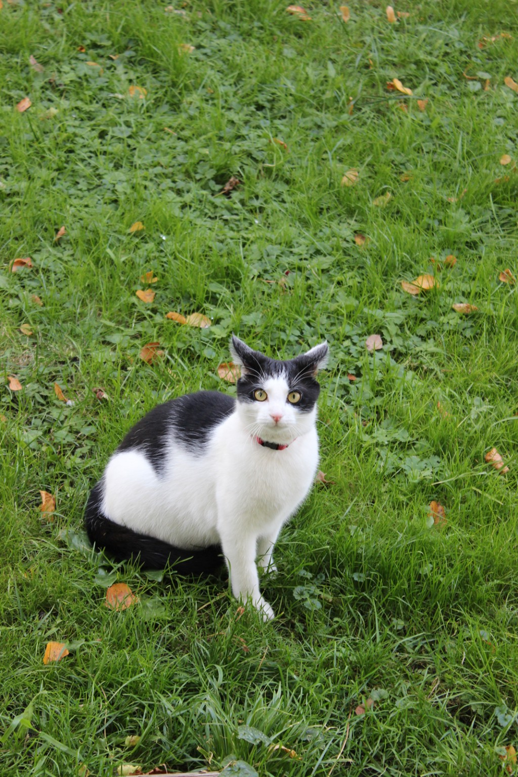 Wychodzenie z kotem na dwór?