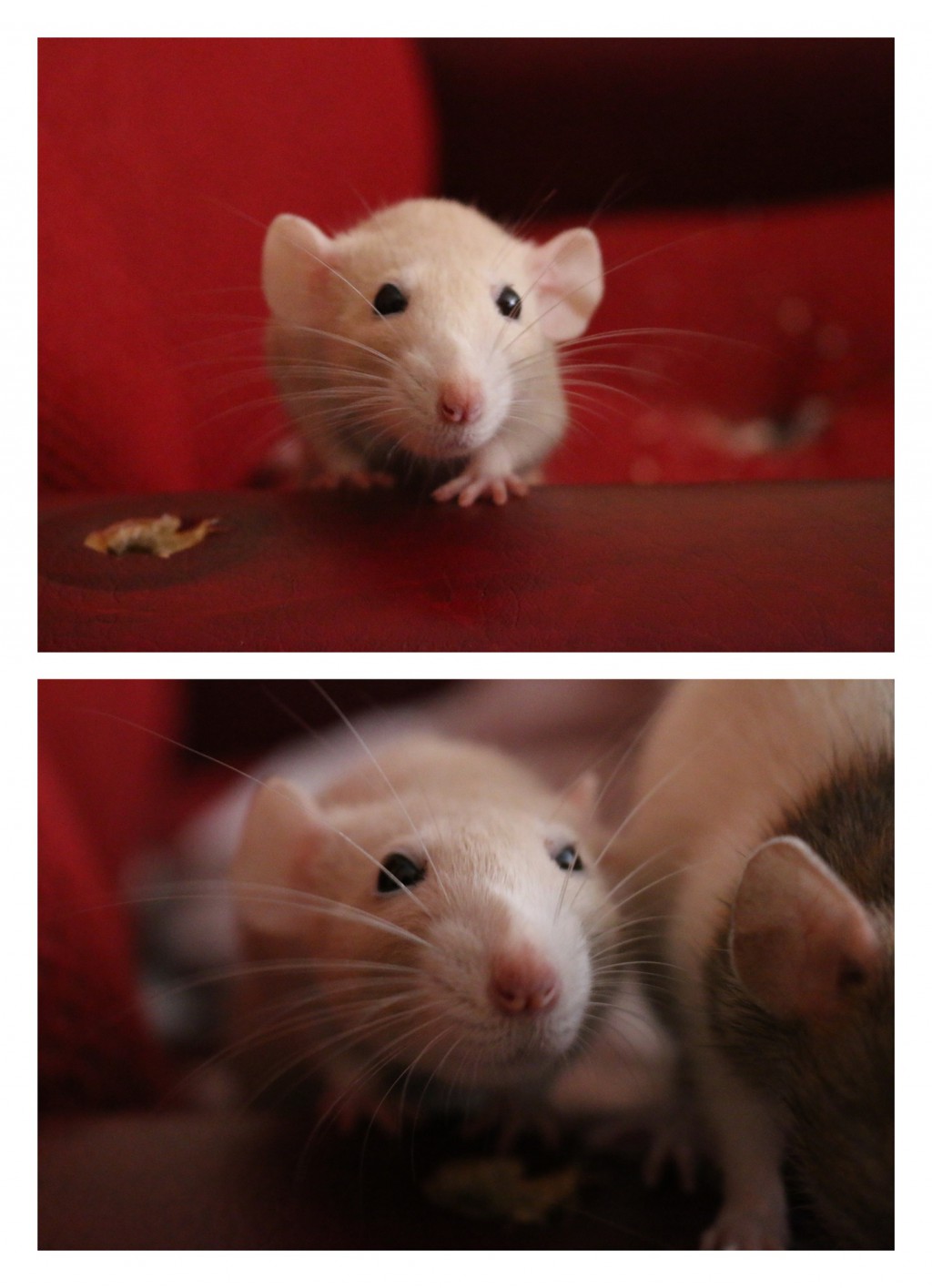 Pochwalmy się swoimi pupilkami :)