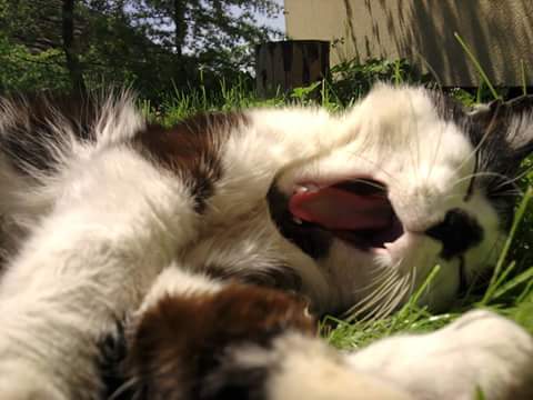 Pochwalmy się swoimi pupilkami :)