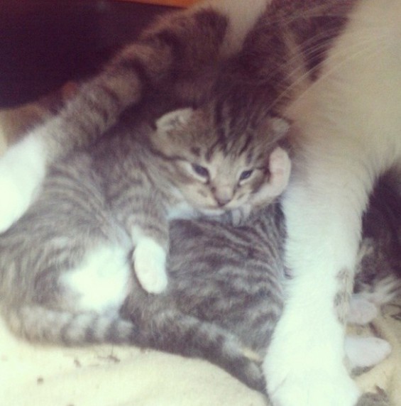 Poszukiwane domki dla kociaków! ; )