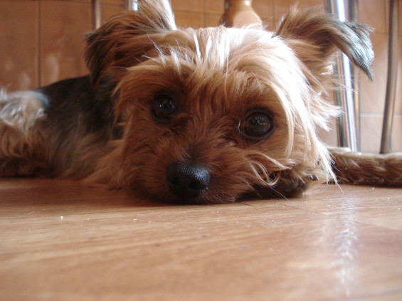 Pochwalmy się swoimi pupilkami :)