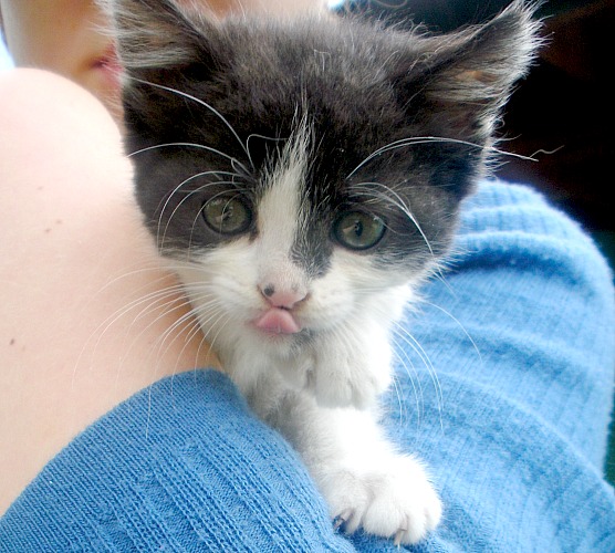 Oddam malutką czarno białą kotkę