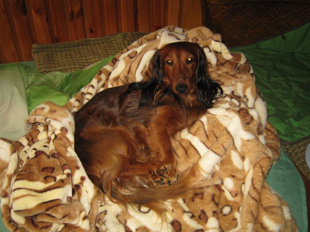 Pochwalmy się swoimi pupilkami :)