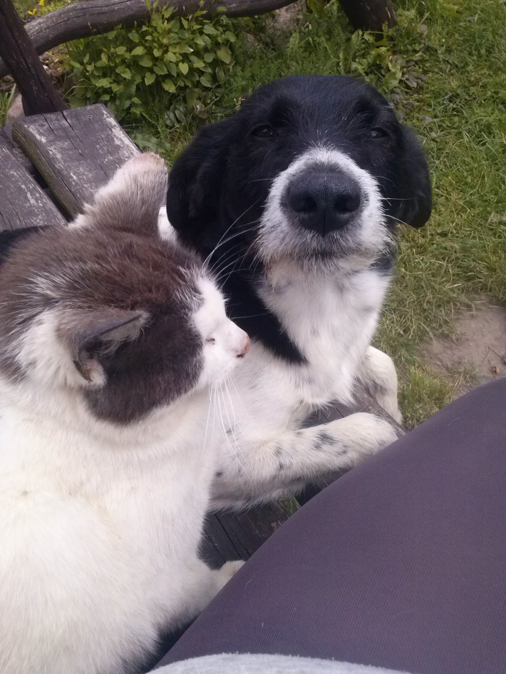 Pochwalmy się swoimi pupilkami :)