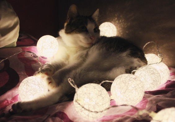 Cotton balls w Biedronce.  :D