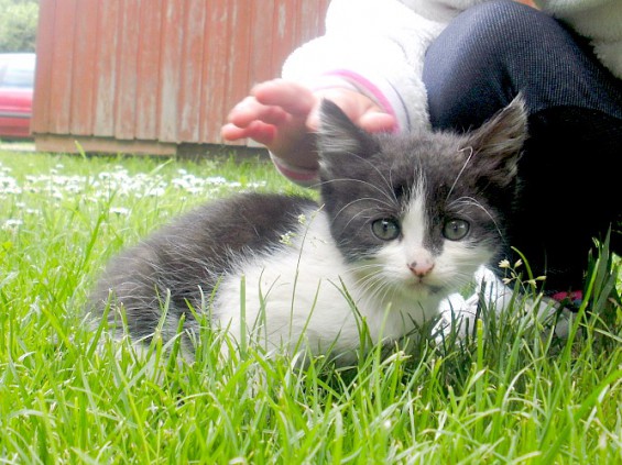 Oddam malutką czarno białą kotkę