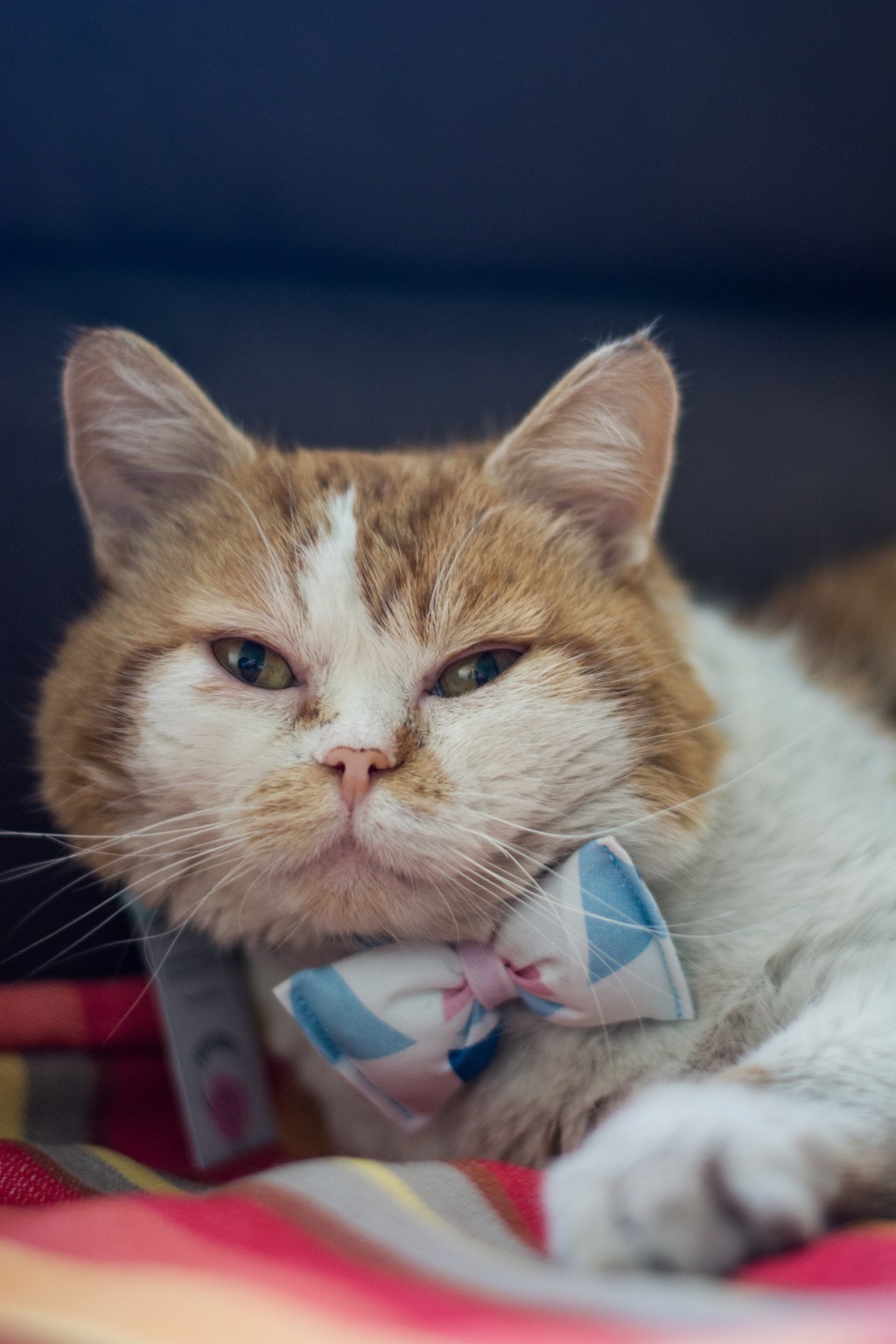 Pochwalmy się swoimi pupilkami :)