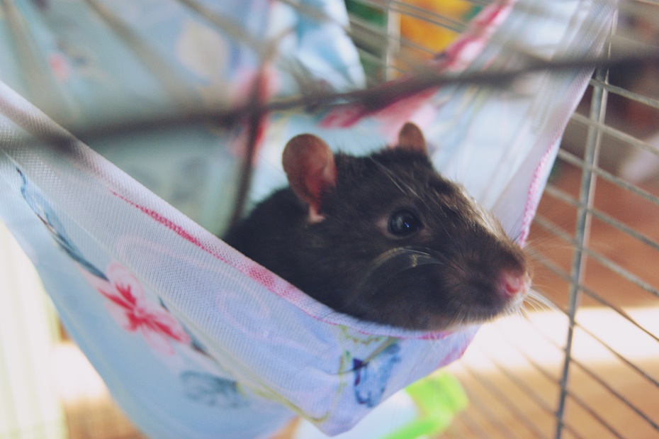 Pochwalmy się swoimi pupilkami :)