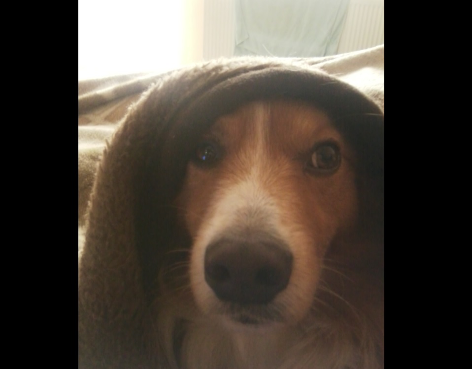 Pochwalmy się swoimi pupilkami :)